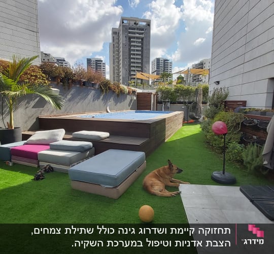 עציצים עם צמחים ירוקים ליד בריכה בגינה